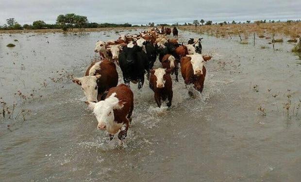 ganado inundaciones